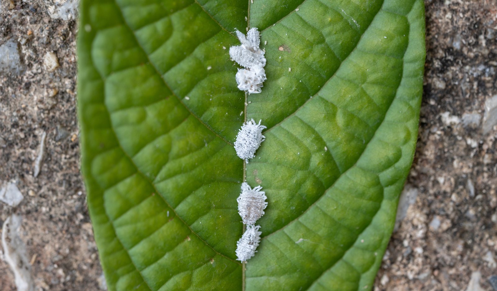 A row of white, wax-covered mealybugs lined up along the midrib on the underside of a green leaf, each insect showing the fringe of short wax filaments around its oval body