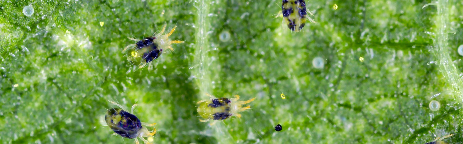A macro panel of two-spotted spider mite specimens on a leaf underside, showing the translucent yellow-green bodies, dark gut spots, and fine drag silk webbing that signals an established colony