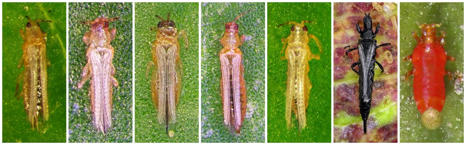 A composite panel of seven thrips specimens showing different species and life stages photographed on leaf surfaces, demonstrating the variation in color from yellow to dark brown to red