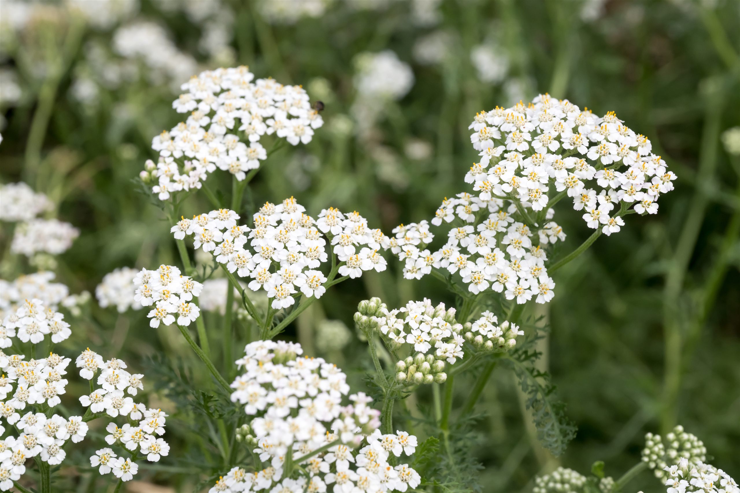 Flat-topped white corymbs of common yarrow (Achillea millefolium) in a summer meadow, each cluster of small flowerheads held level like a platform on its own stem, soft green foliage blurred behind