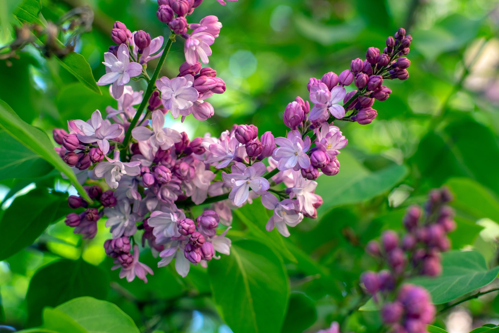 A branched truss of common lilac (Syringa vulgaris) in a spring garden, pale lavender four-lobed flowers open along the side branches while deeper purple buds are still closed at the tips, glossy heart-shaped leaves around it and green foliage soft behind