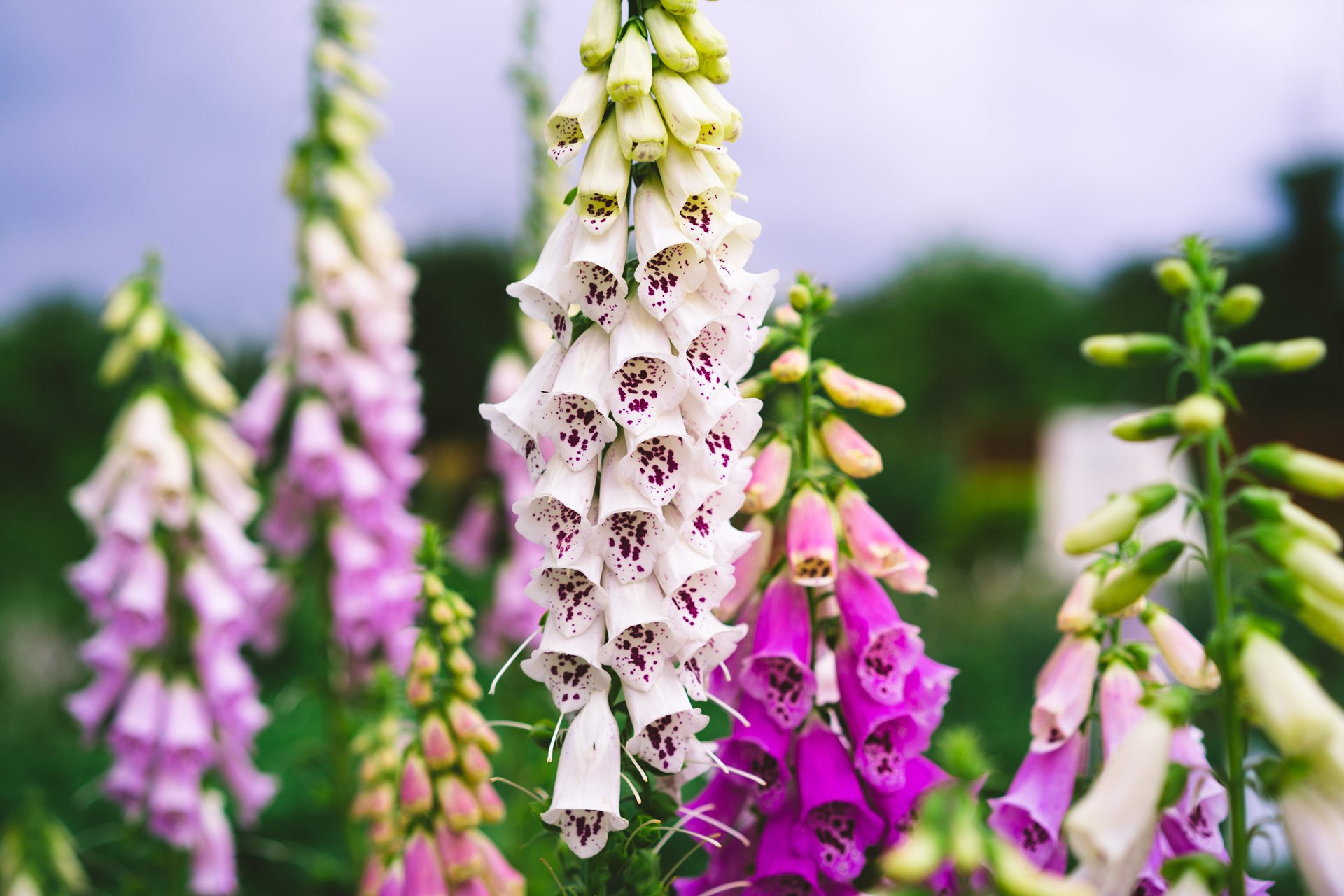 A tall spire of common foxglove (Digitalis purpurea) in a summer garden, dozens of pendulous rose-purple tubular flowers held out on short stalks along one upright stem, the lowest flowers fully open and the pointed tip still in bud, green foliage soft behind