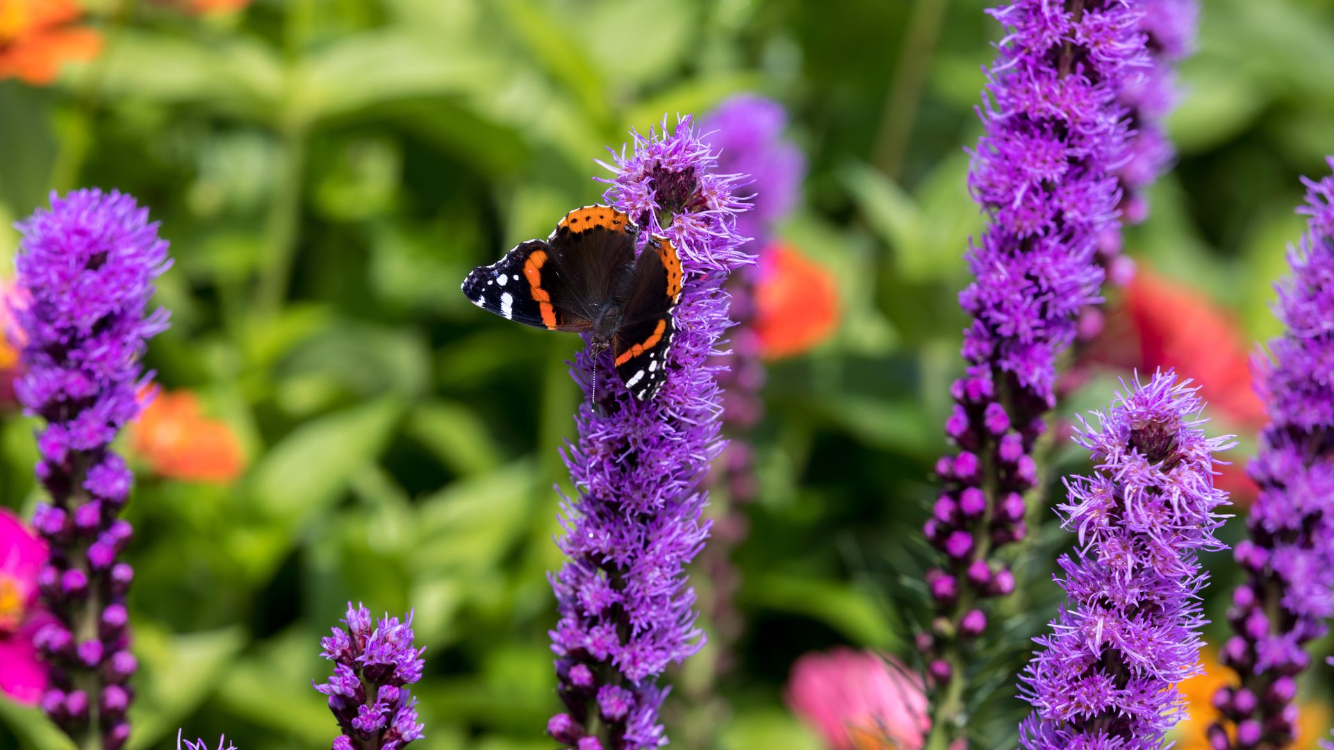 Several dense purple flower spikes of blazing star (Liatris spicata) in a summer garden, each packed with fuzzy florets along an unbranched stem, a red admiral butterfly resting on the central spike, green foliage softly out of focus behind