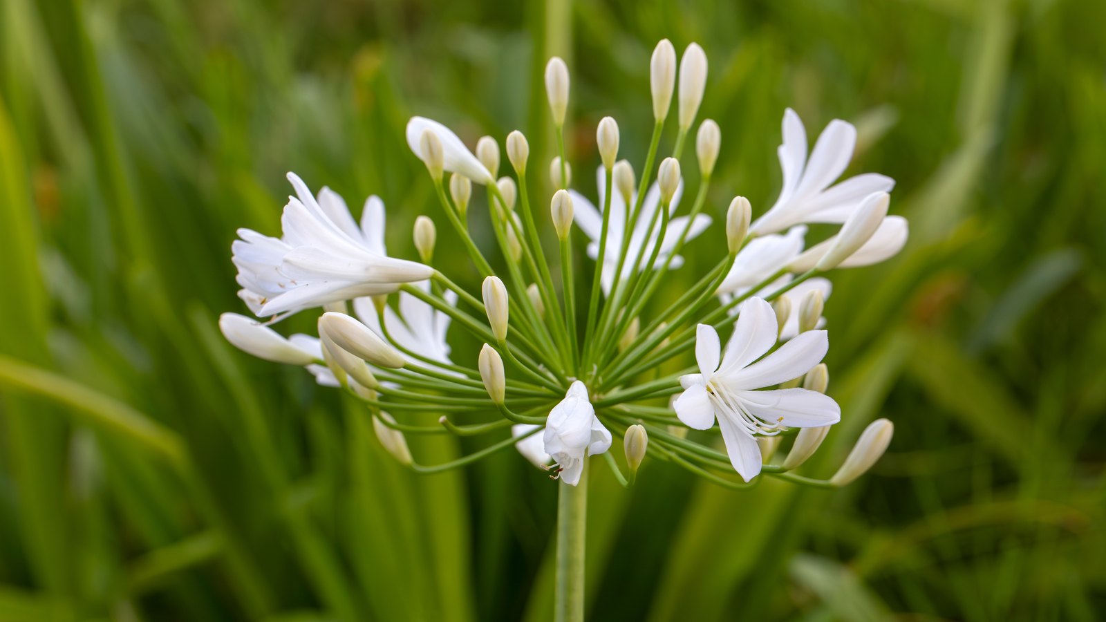 A white agapanthus flower head against a blurred green background, its open flowers and buds each held on a slender stalk, the stalks all radiating from one point at the top of the bare stem