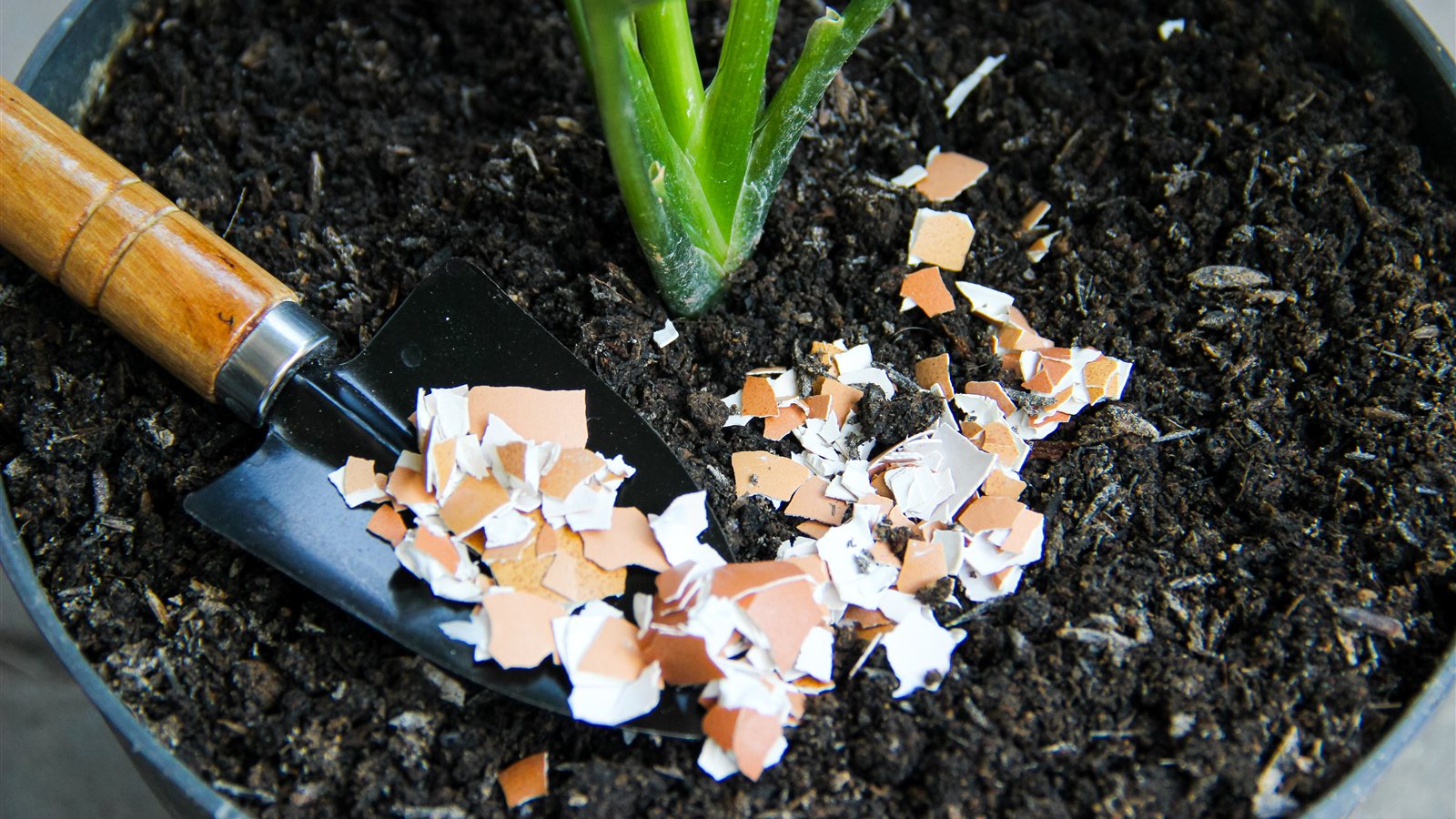 Crushed brown and white eggshell pieces scattered over dark potting soil around the green stem of a houseplant, with a small wooden-handled garden trowel resting in the pot
