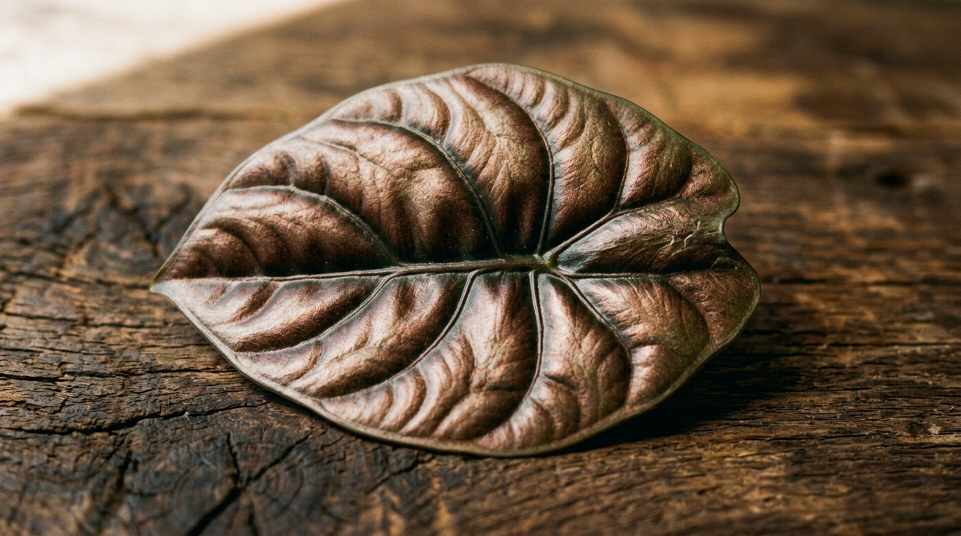 Alocasia cuprea copper-iridescent leaf macro on weathered walnut