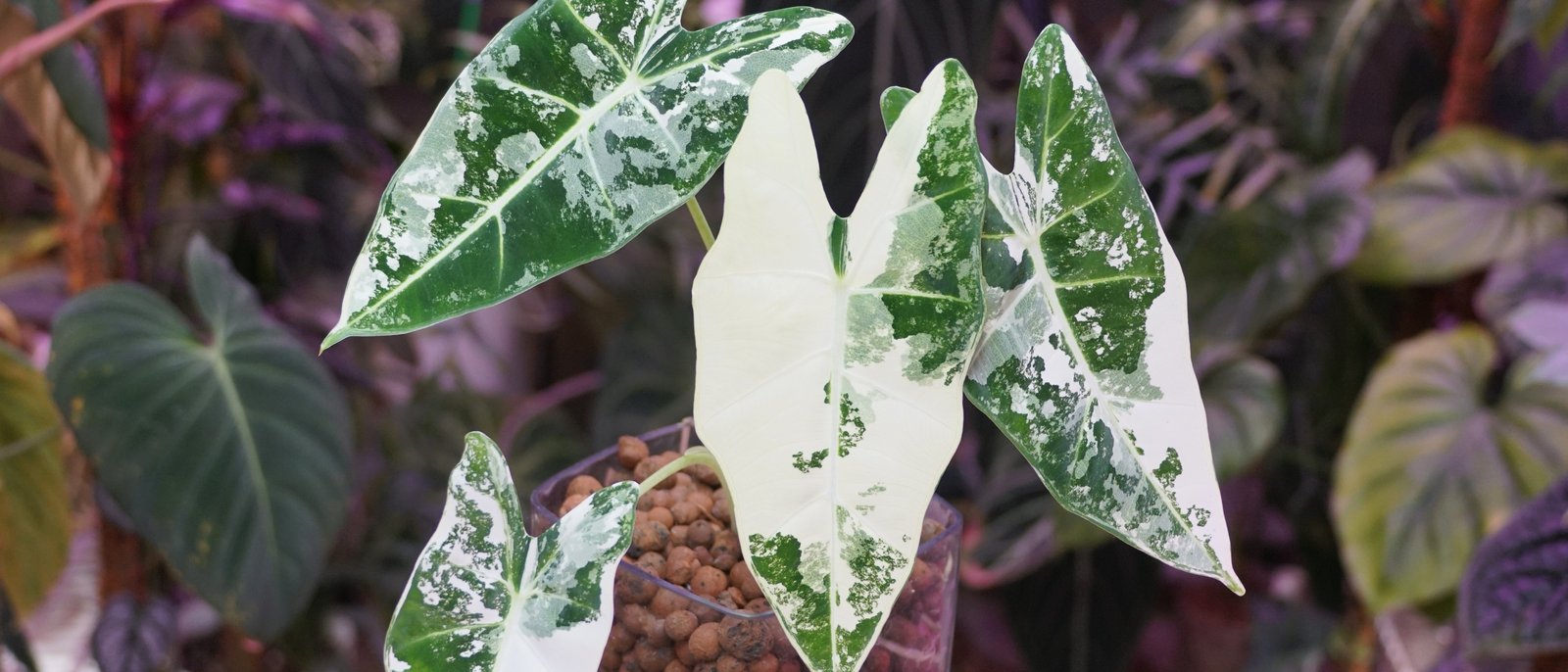 Variegated Alocasia with cream-sectored leaves, one leaf almost entirely cream, against a dark wall of foliage