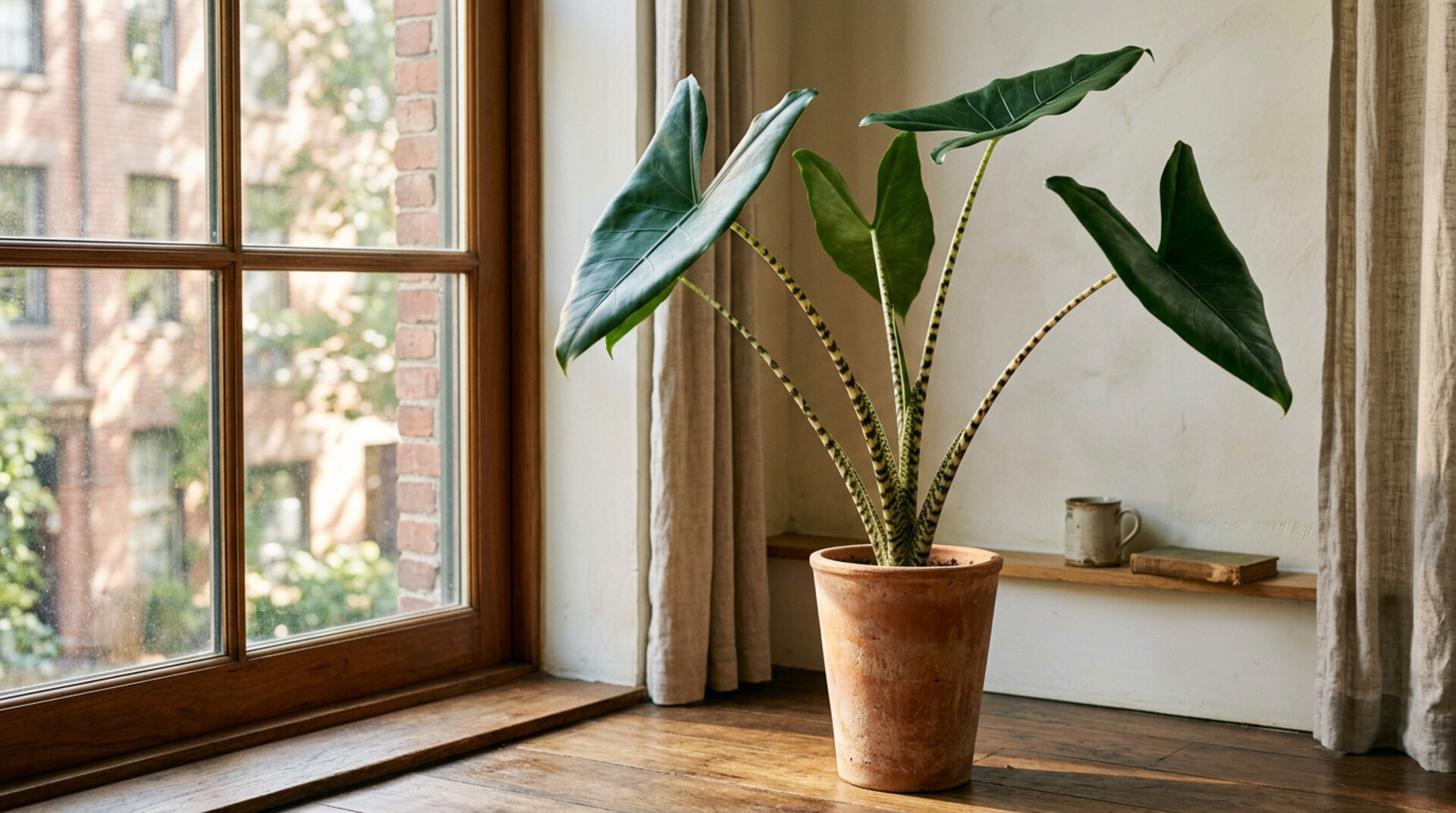 Alocasia zebrina with dramatically zebra-striped petioles beside a sunlit window