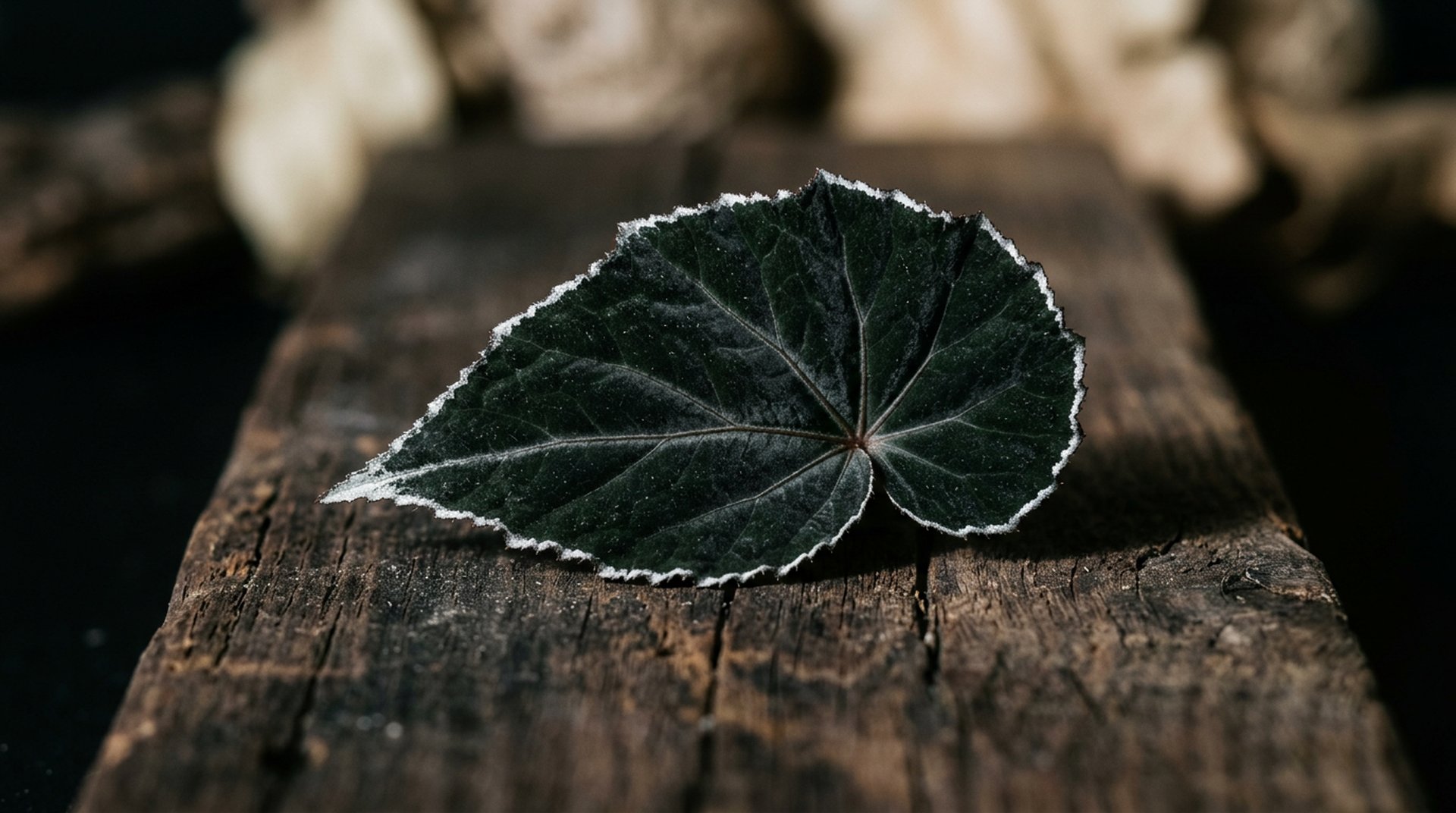 Begonia Darthvaderiana: The Black Leaf With the Silver Edge