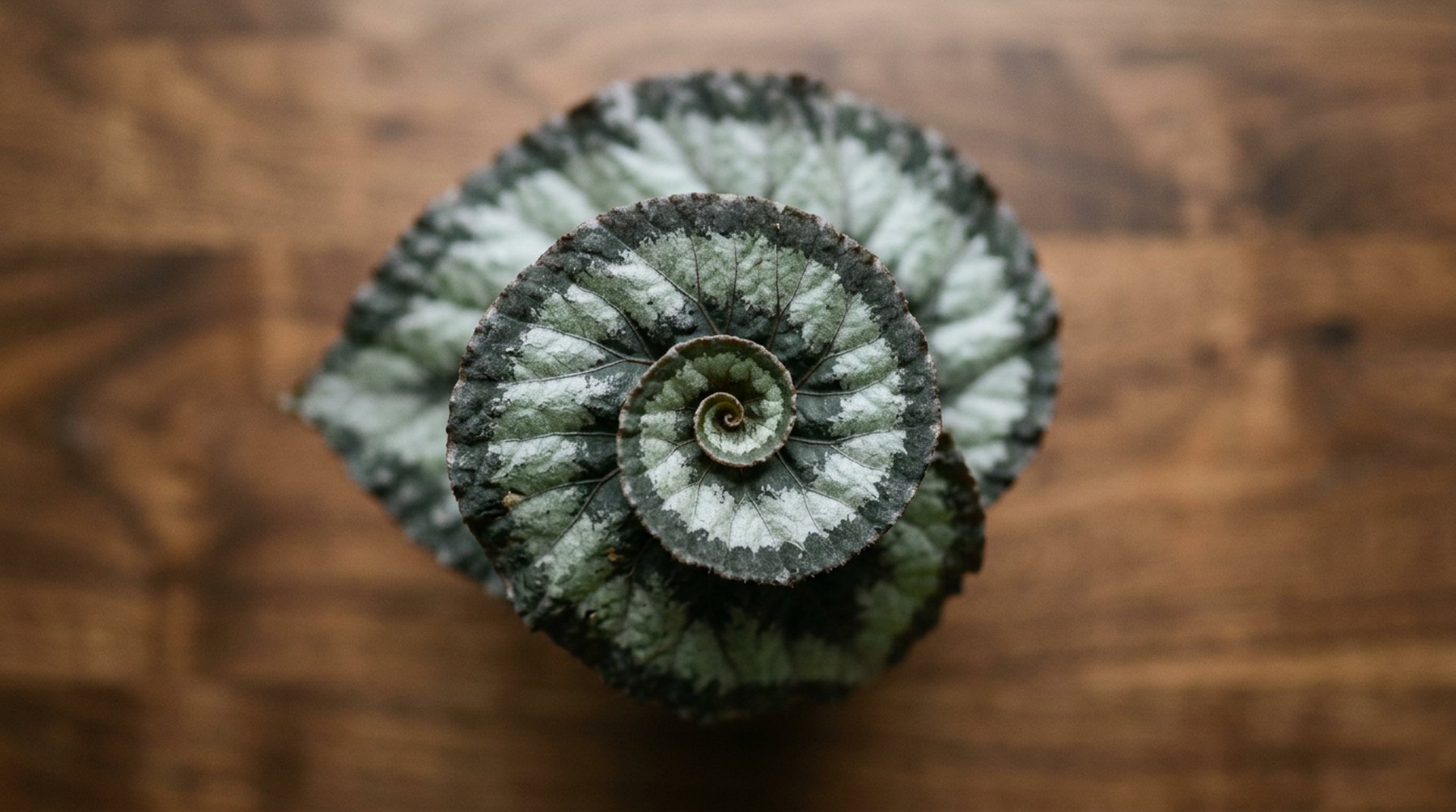 The Escargot Group: Spiral Types
