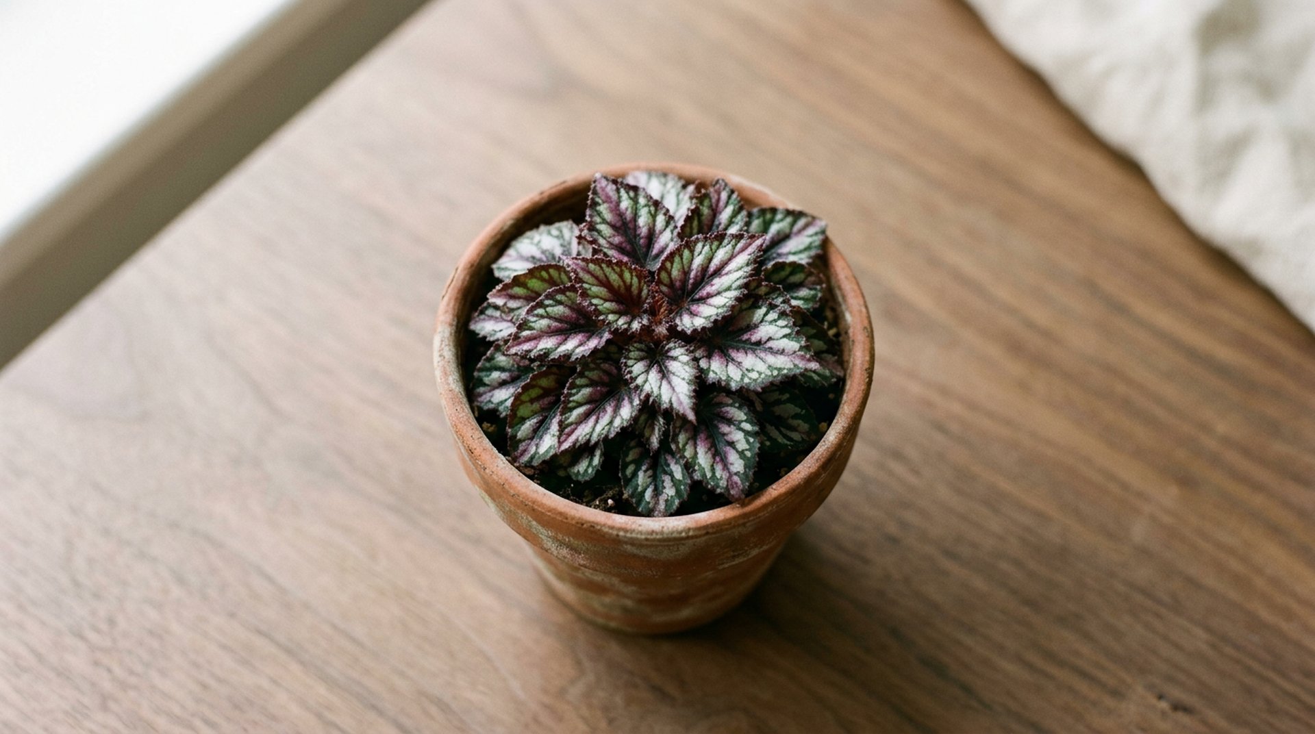 The Compact Miniature Group: Small-Form Types
