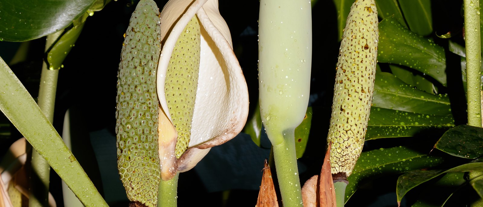 Monstera deliciosa flowering in a greenhouse: a creamy spathe opened around its pale flower-packed spadix, with other inflorescences at earlier and later stages nearby