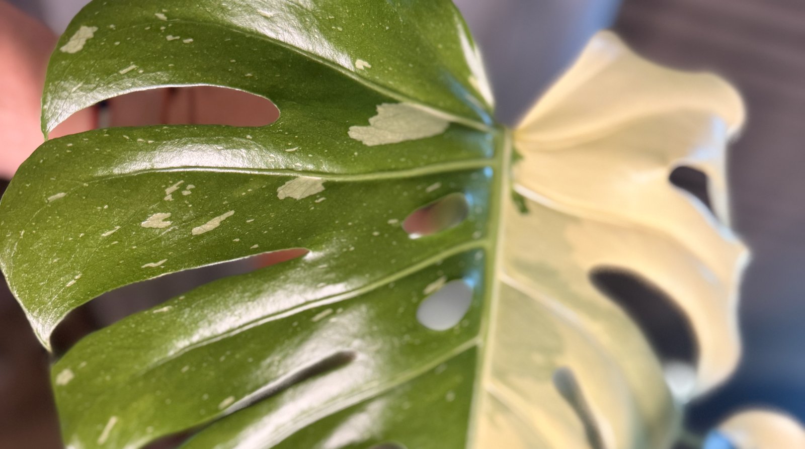 A Thai Constellation Monstera leaf with cream flecks across its green half and a broad solid cream sector on the other side of the midrib