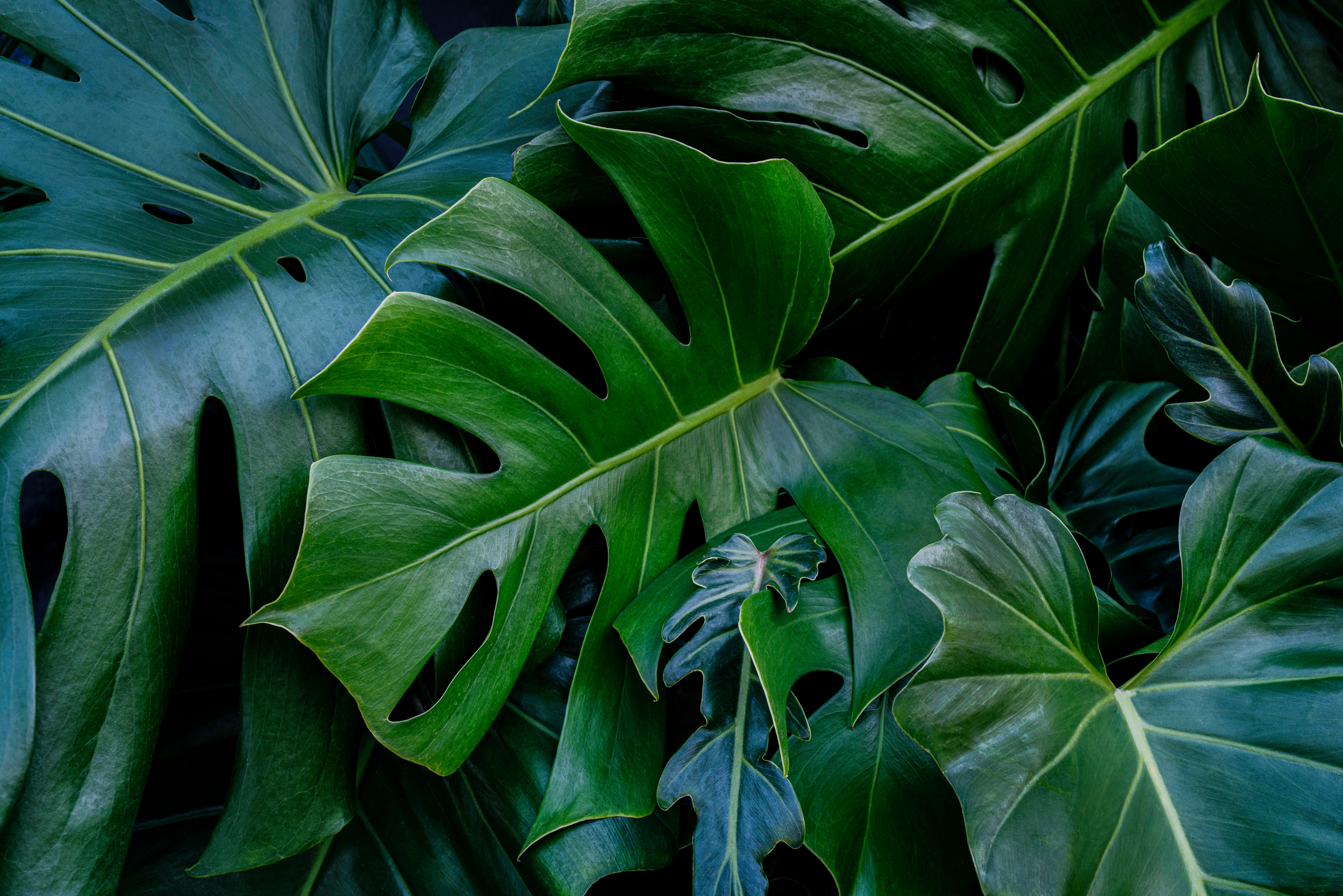 Dark, glossy fenestrated Monstera deliciosa foliage filling the frame