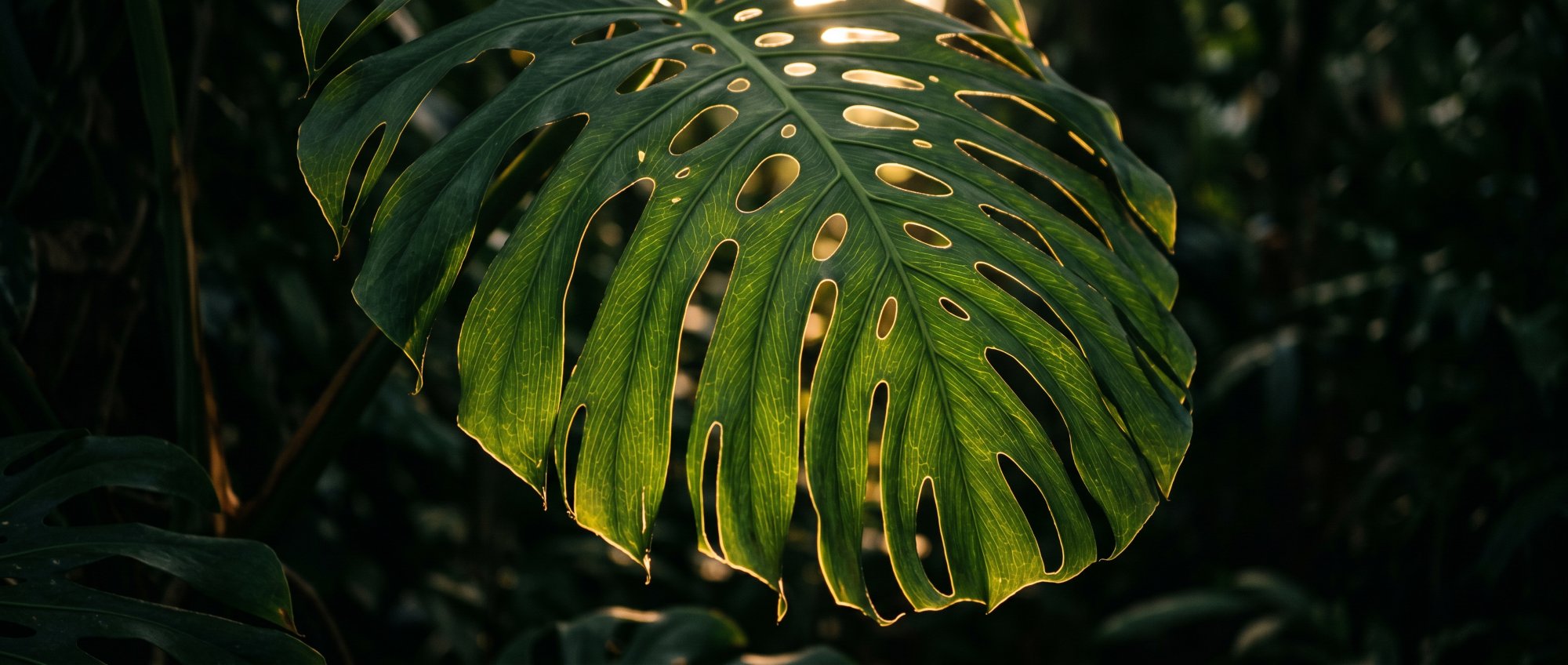 A backlit adult Monstera deliciosa leaf with light coming through its splits and holes