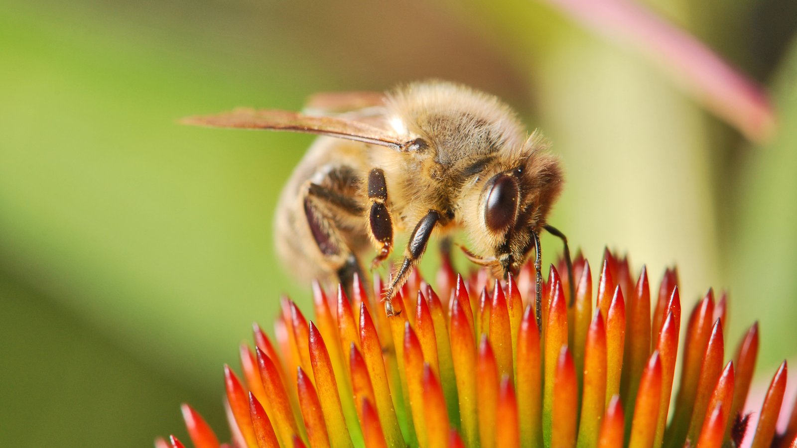 Close view of a honey bee worker with large dark eyes and a hairy golden thorax, wings folded back, on the spiky orange center of a coneflower