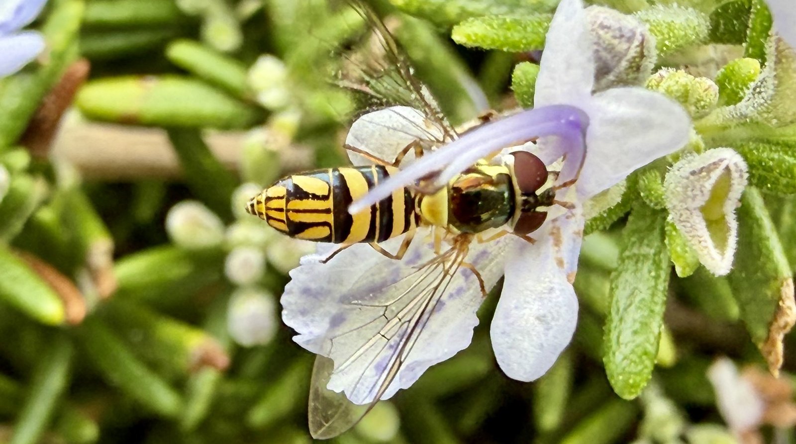 A hover fly with a yellow-and-black banded abdomen resting on a pale lavender-white flower