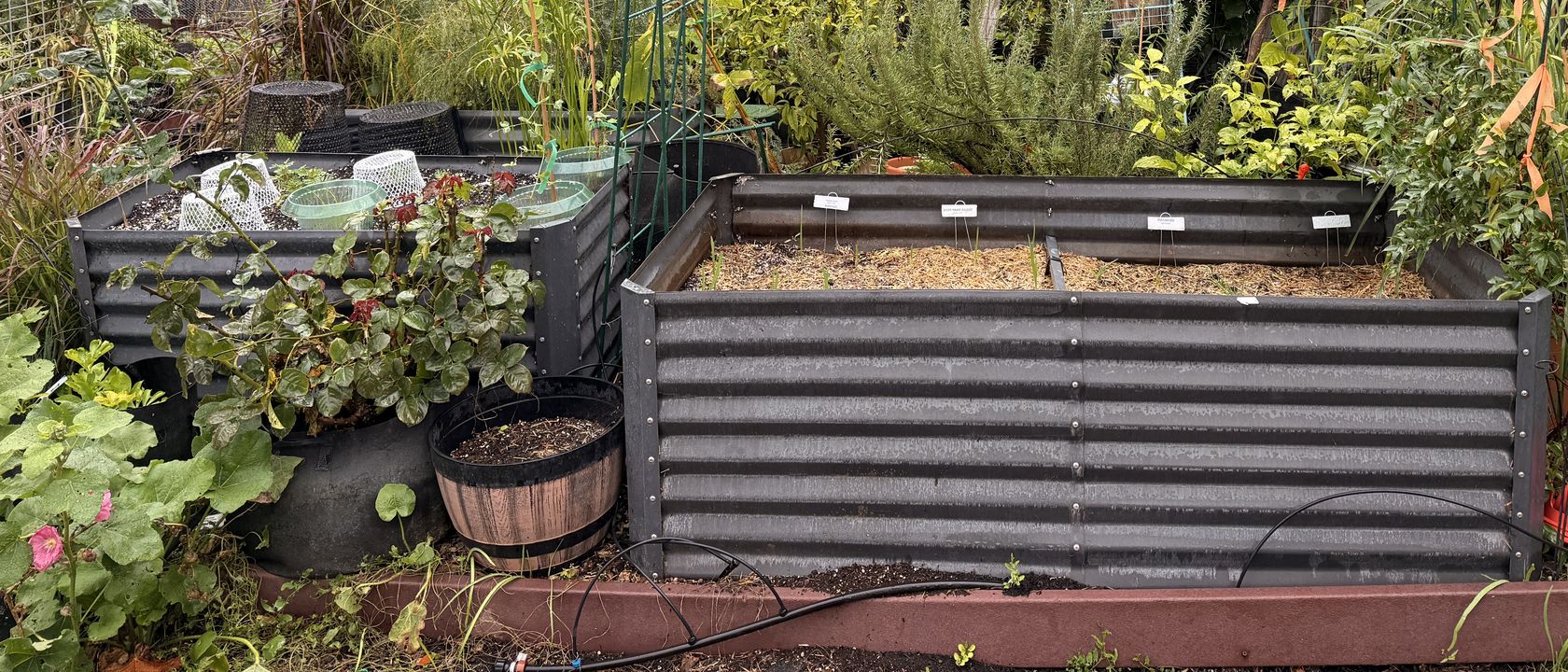 Two corrugated metal raised beds in a community garden on an overcast November morning. The nearer bed is mulched with straw and marked with four row labels, a drip line runs along its front, and a whiskey-barrel planter and autumn foliage fill the left of the frame