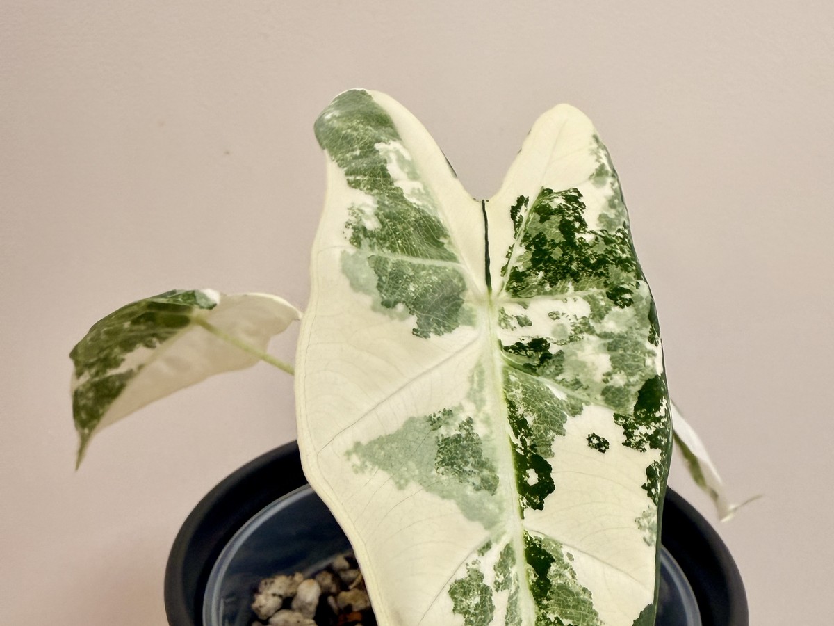 A heavily variegated Alocasia micholitziana 'Frydek' with cream-and-green marbled leaves in a black nursery pot