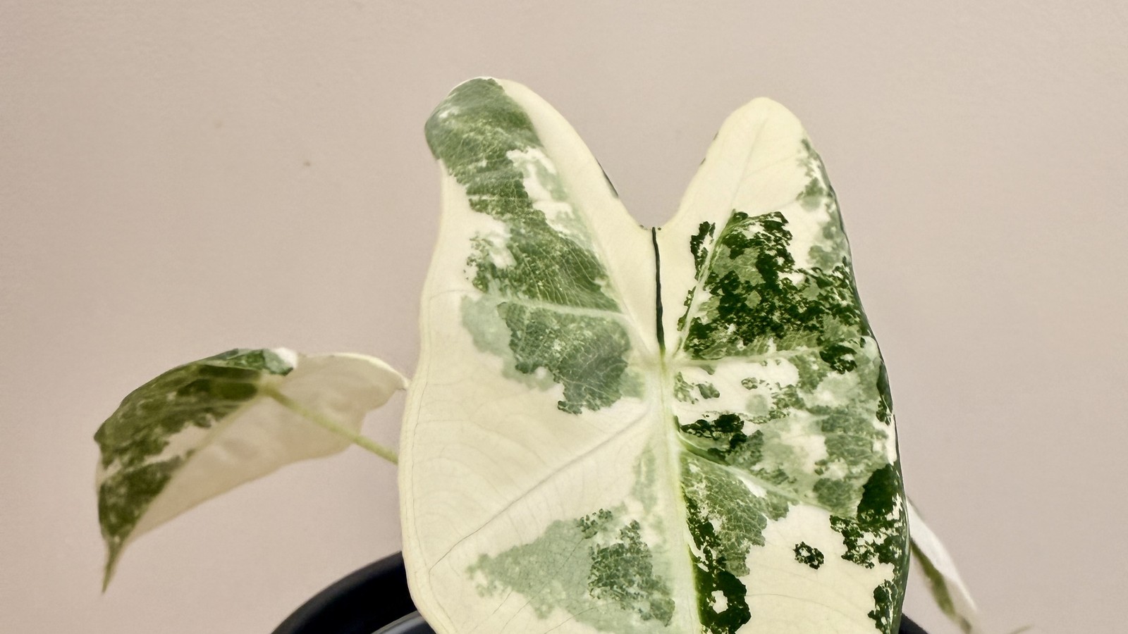 A heavily variegated Alocasia micholitziana 'Frydek' with cream-and-green marbled leaves in a black nursery pot