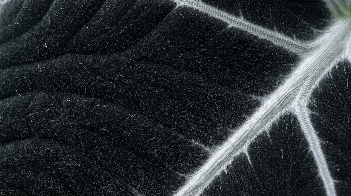 Extreme macro photograph of the velvet upper surface of an Alocasia reginula Black Velvet leaf, showing dense fine trichomes and silver-white lateral vein entering the frame