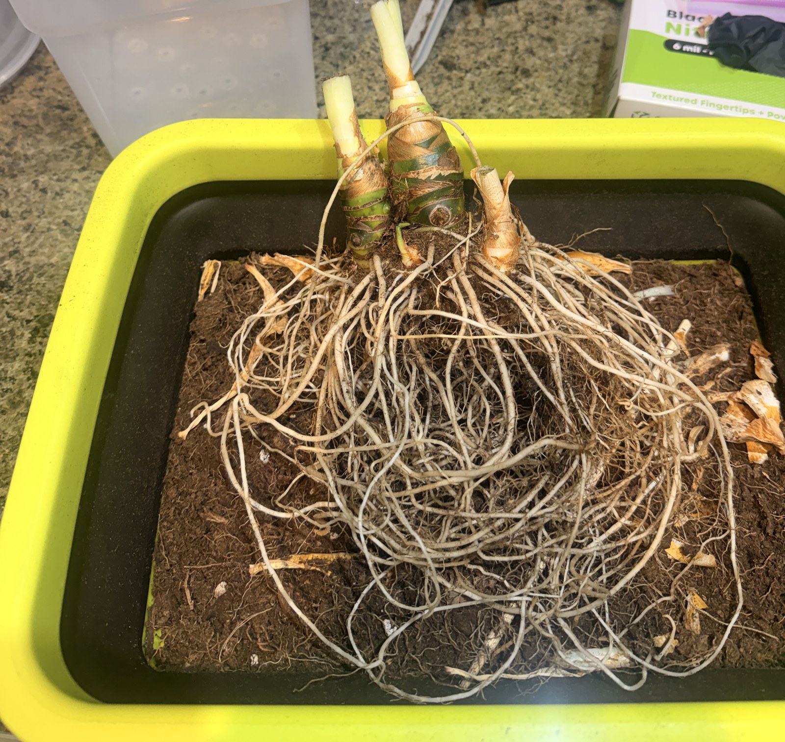 Two Alocasia corms lifted from their pot and washed clean in a shallow tray, standing on an intact fan of pale roots. Dry brown leaf bases wrap the corms, ringed scars band the firm green tissue above them, and cut petiole stubs show pale at the top.