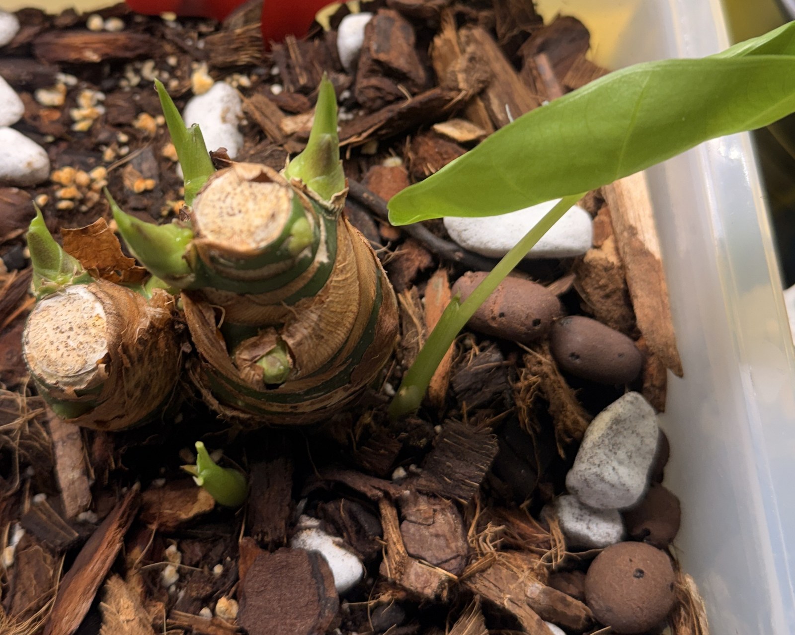 Photograph of two Alocasia corms sitting in a chunky bark and pumice mix. Papery brown scales wrap their lower halves, ringed leaf scars band the green tissue above, and several pale green shoots have broken from them with one leaf already expanded.