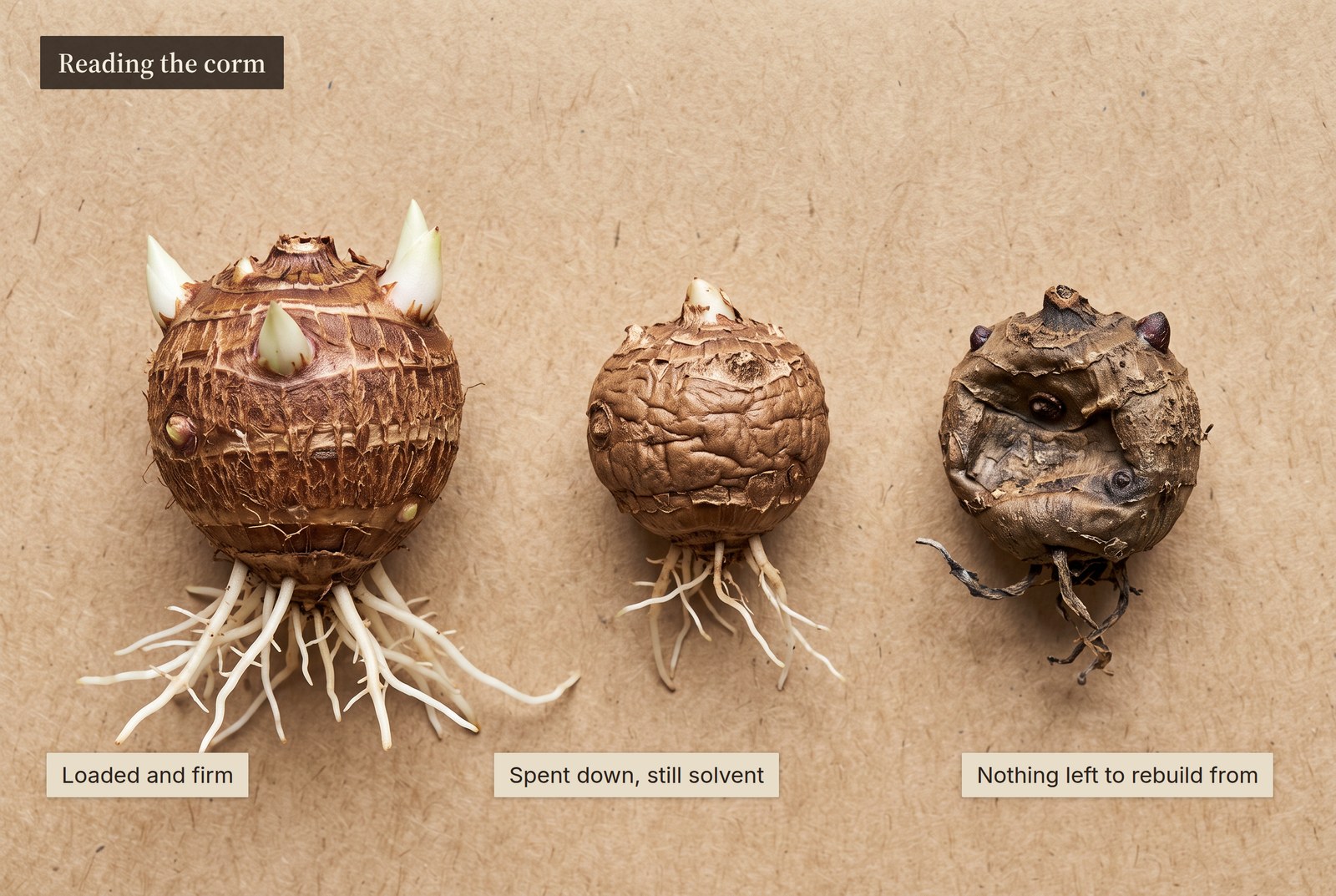 Three Alocasia corms on a kraft specimen tray: one plump and firm with buds and white roots, one about a third the size but still rounded and firm, and one collapsed and caved in with dark slack skin.
