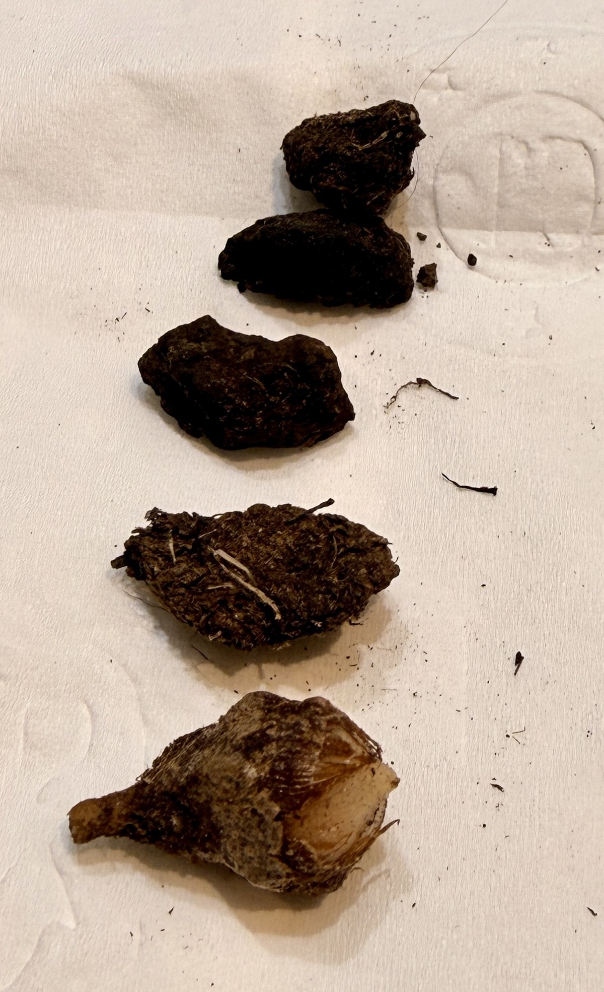 Five small Alocasia cormlets laid in a row on a paper towel. Four are still coated in substrate; the cleaned one at the end shows papery tan skin and a pale scar where it detached.