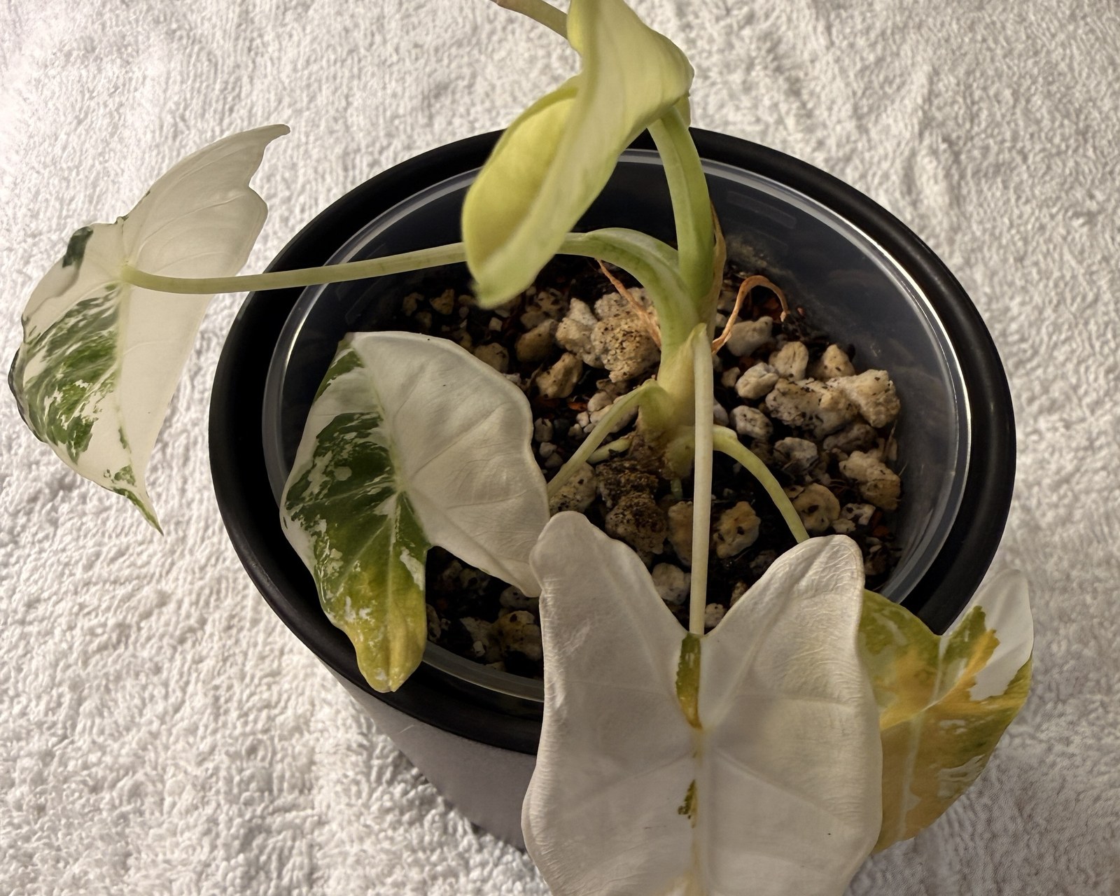 Top-down photograph of a heavily variegated Alocasia in a black pot of chunky pumice mix. The outer leaves are white with yellowing along their margins, a spent brown sheath lies on the substrate, and a pale green new leaf is unfurling at the center.