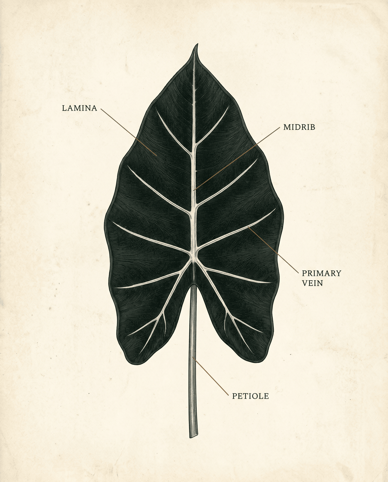 Botanical plate of an Alocasia Frydek leaf: a deep matte near-black sagittate blade with bright silver-white veins, labeled lamina, midrib, primary vein, and petiole