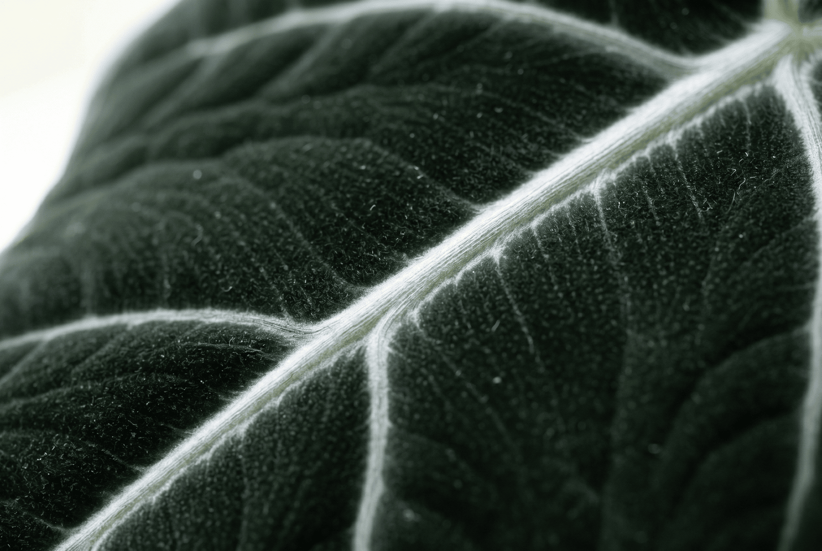 Macro photograph of an Alocasia Frydek leaf surface showing the matte velvet texture and a bright silver-white vein in soft window light
