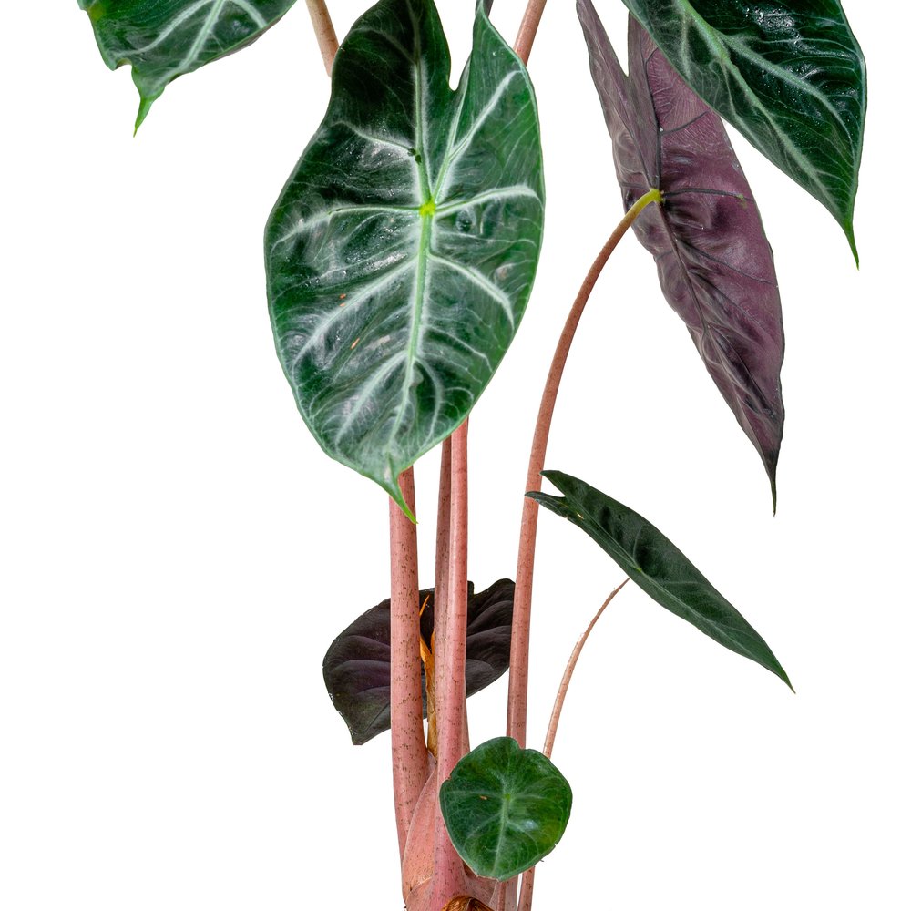 Alocasia hybrid with bright pink petioles beneath dark green sagittate leaves