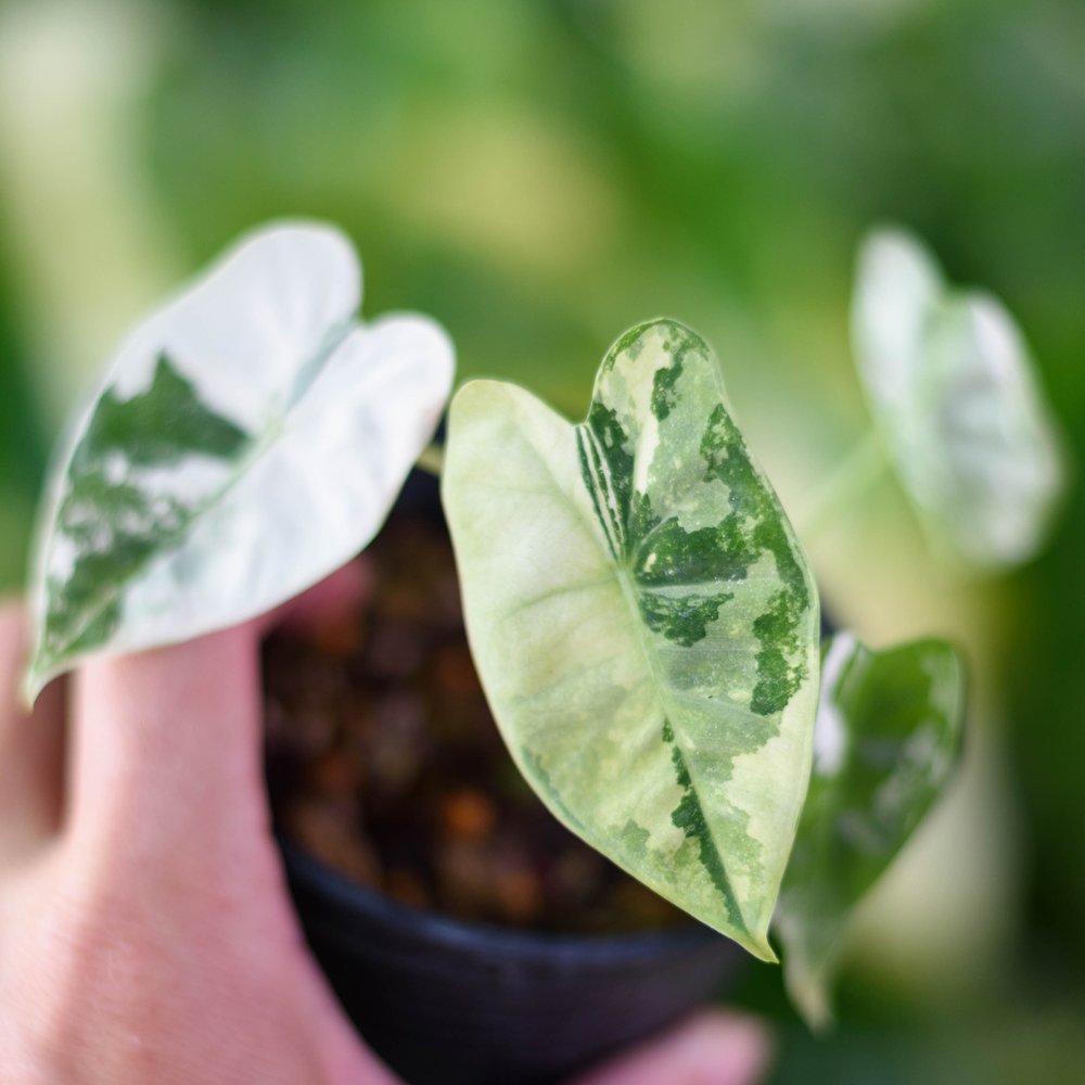 Small variegated Alocasia in a pot, one leaf half cream and half green with sharp sector boundaries