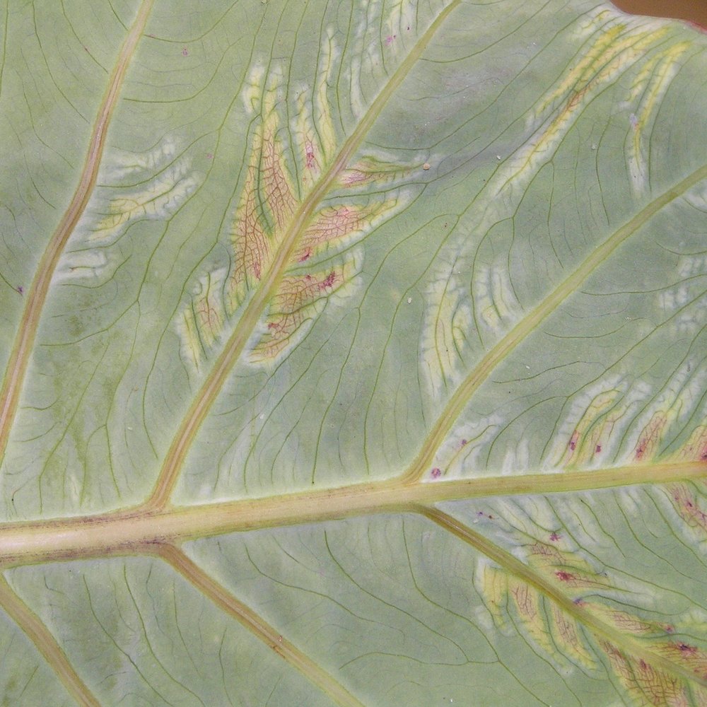 Aroid leaf with pale yellow chlorotic feathering along the veins from Dasheen mosaic virus