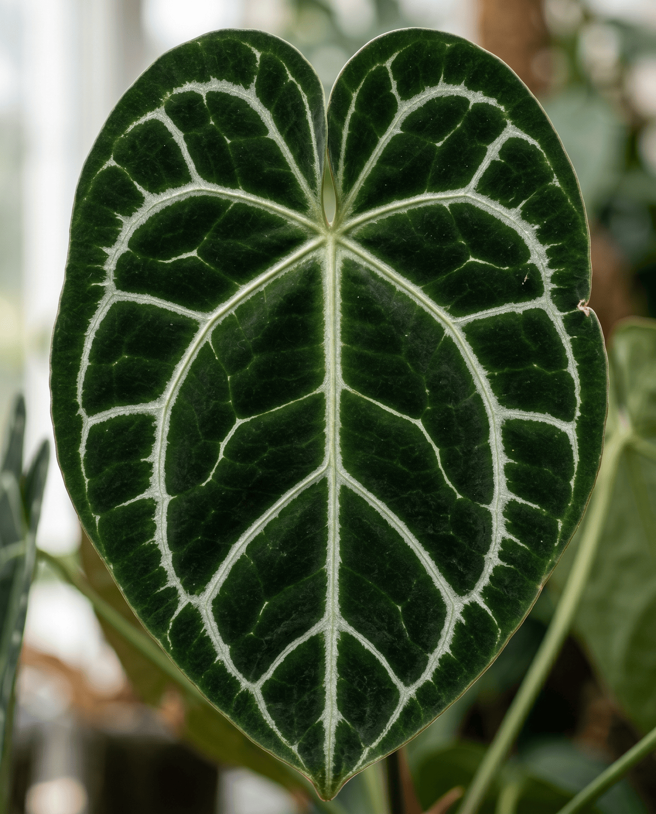 Macro photograph of a heart-shaped deep green velvet Anthurium clarinervium leaf with bold silver-white veins forming a reticulate network across the surface