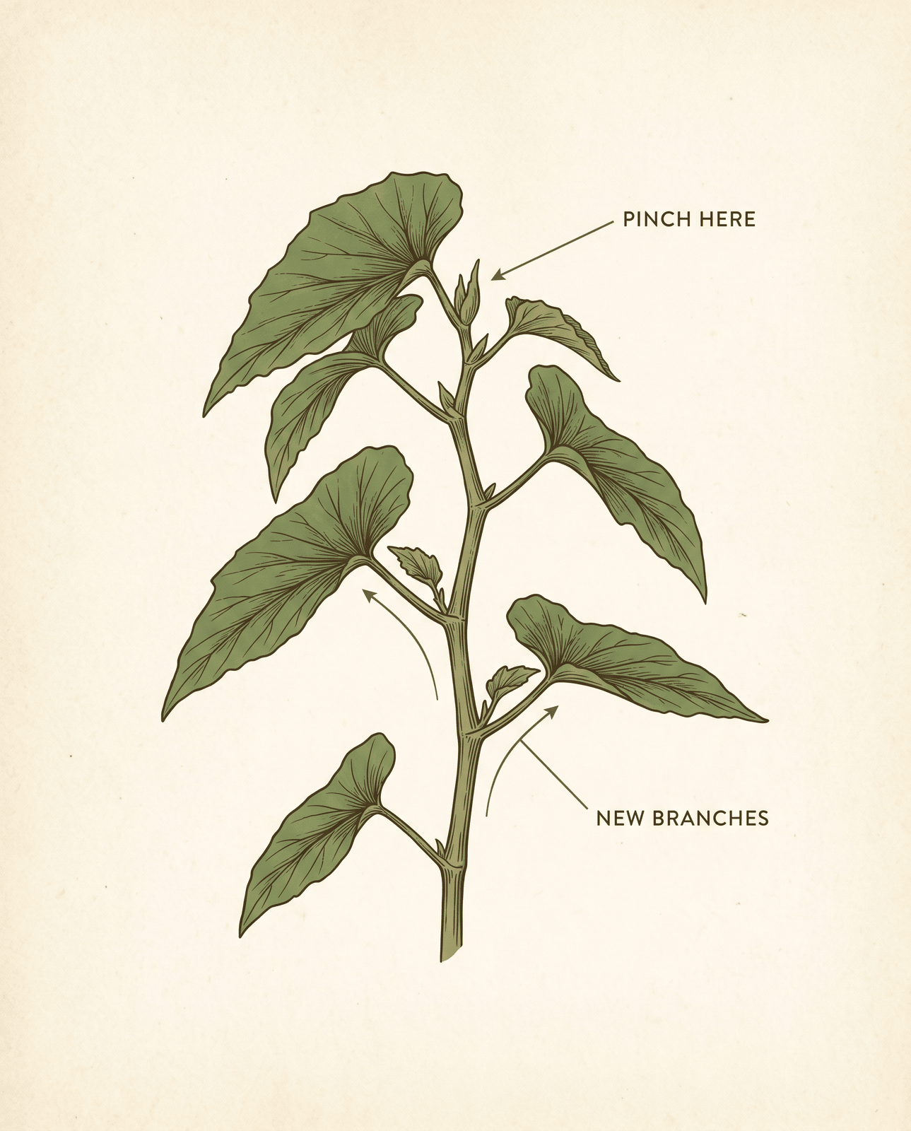 Illustration of a cane-type begonia stem with a label reading pinch here at the growing tip and arrows showing new branches emerging from lower nodes