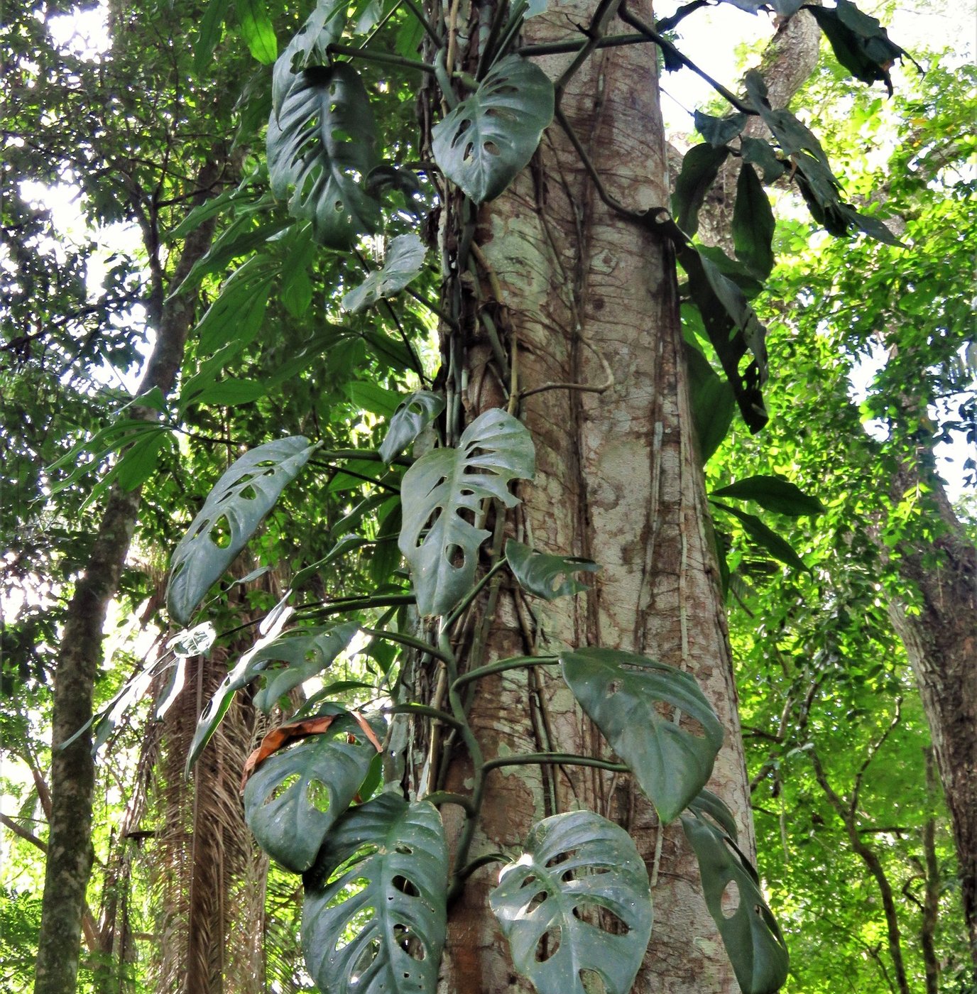 A Monstera acuminata climbing a tall tree trunk in forest, its stem pressed to the bark and its perforated leaves held along the trunk