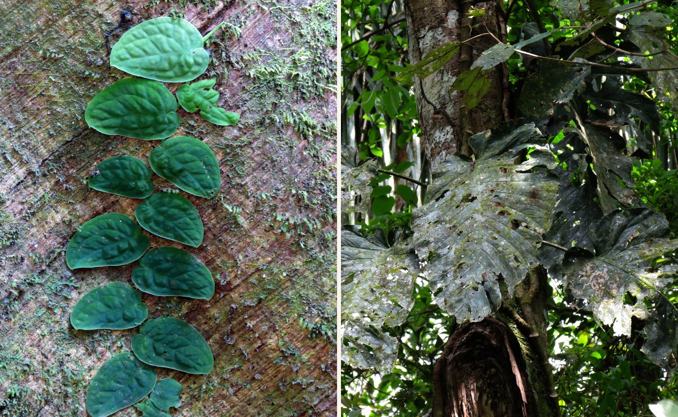 Two photos side by side: small quilted Monstera dubia juvenile leaves pressed flat in two rows up a mossy tree trunk, and large lobed, perforated adult Monstera dubia leaves on a tree in the forest