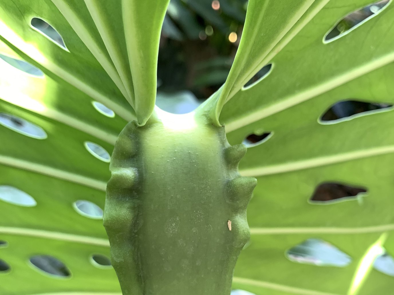 Close-up photo of the geniculum on a Monstera deliciosa: the swollen green top of the leaf stalk where it joins the blade, with knobbly warts along both edges and the perforated leaf behind