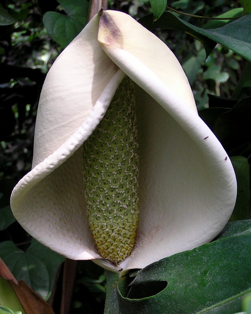 A Monstera deliciosa inflorescence with the creamy-white spathe opened back to reveal the pale green spadix densely covered in hundreds of small hexagonal flowers