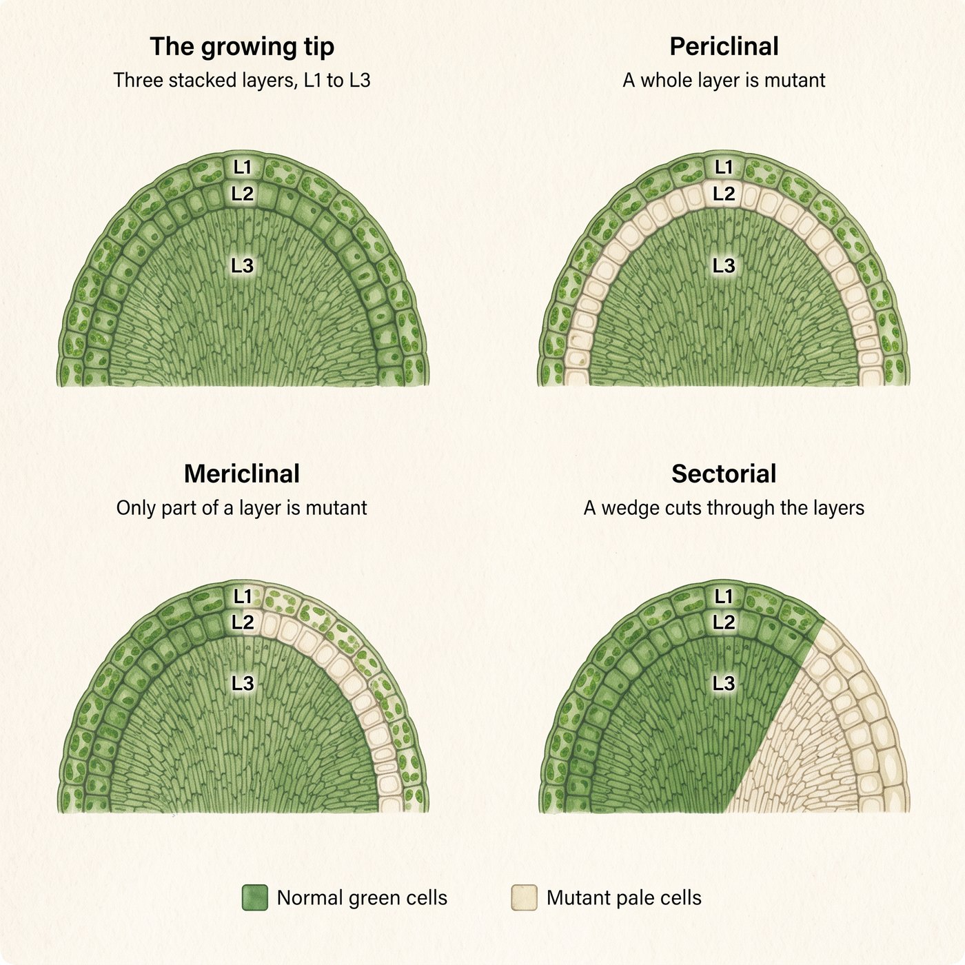 Four illustrated sections through a plant's growing tip. The first shows three stacked cell layers labeled L1, L2 and L3. In the periclinal panel the whole middle layer is pale; in the mericlinal panel only the right-hand part of the middle layer is pale; in the sectorial panel a pale wedge runs through all three layers on one side.