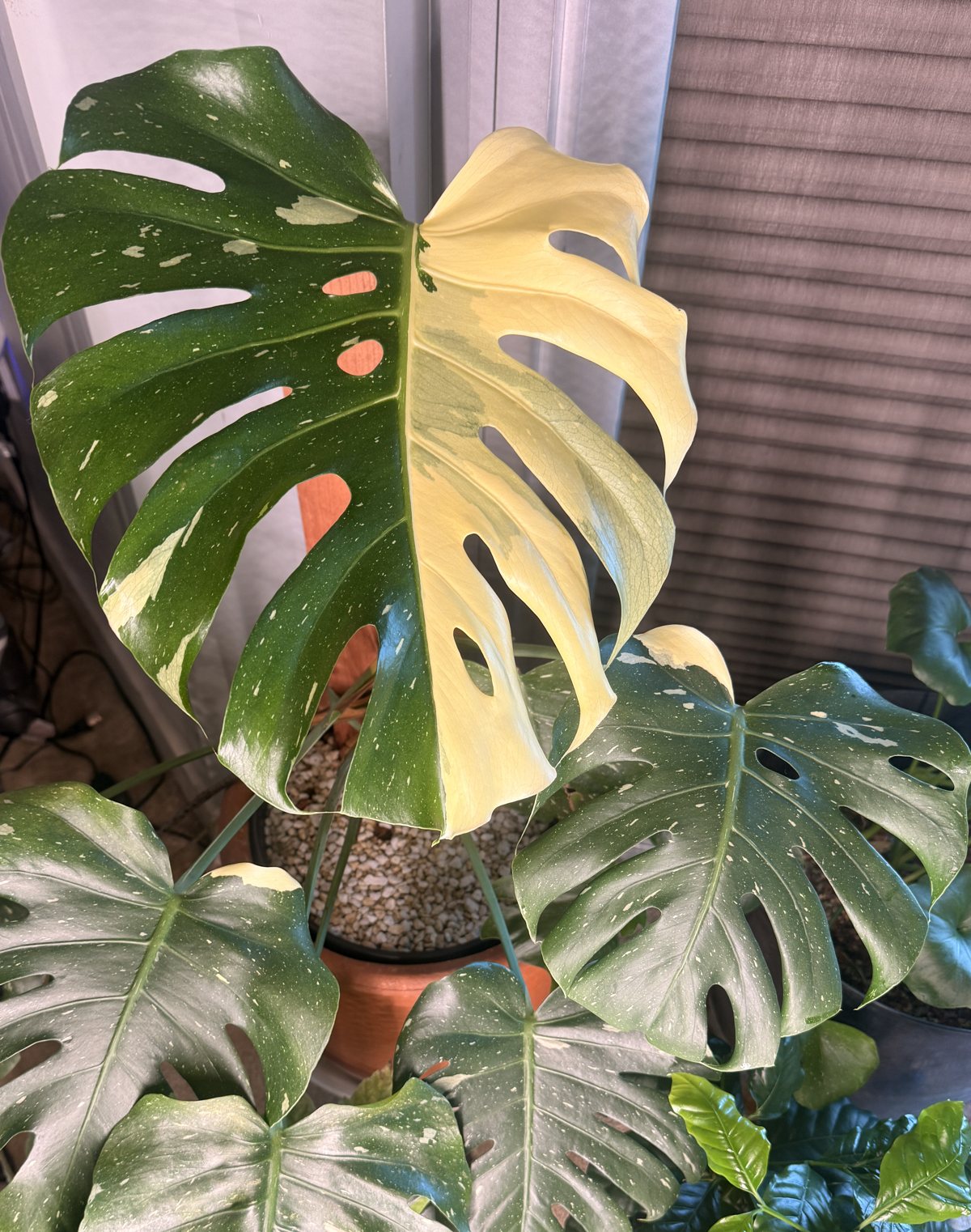 A Thai Constellation Monstera with fine cream flecks across most of its leaves and one large leaf that is solid cream across nearly half its blade, on one side of the midrib