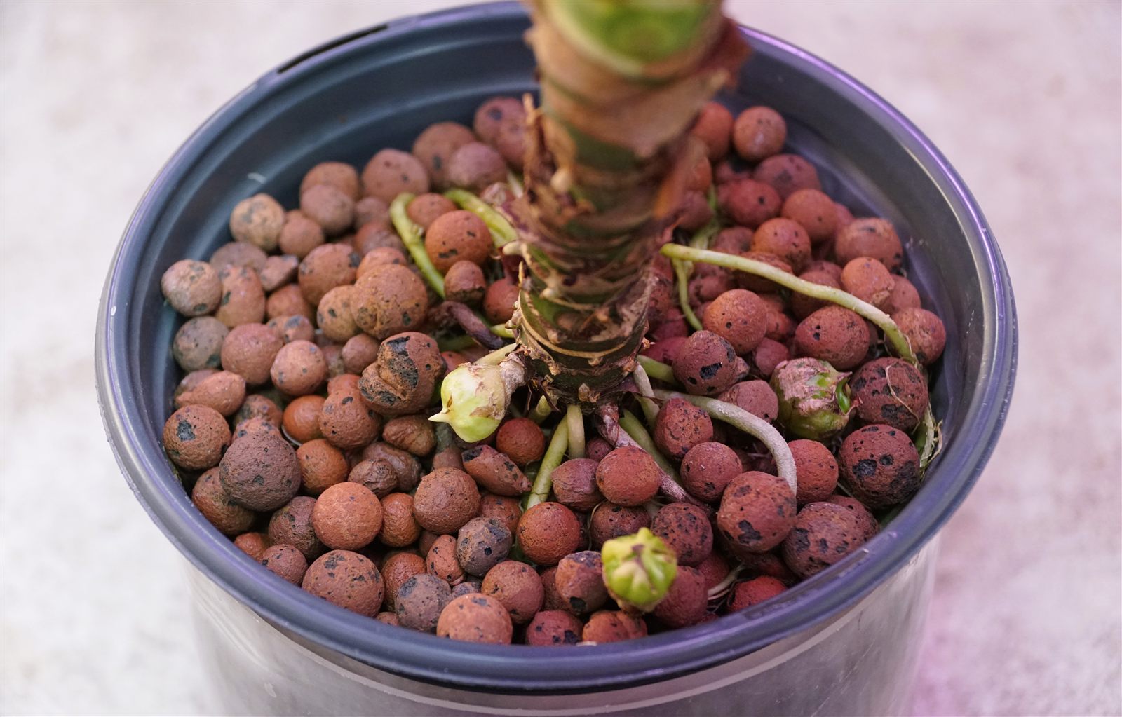 Looking down into a pot of rounded brown expanded-clay pellets. An Alocasia 'Frydek' stem rises from the centre, and around its base several pale green corms and offsets sit exposed on the surface among fine roots.
