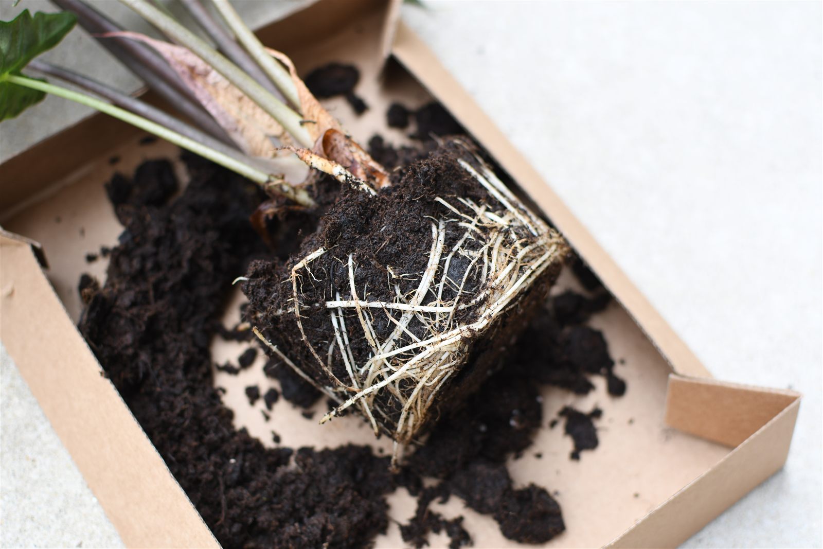 A root-bound Alocasia 'Polly' knocked out of its pot onto a cardboard tray, the root ball holding the shape of the pot as a solid dark block of fine peaty soil with pale roots circling tightly around the outside and loose soil scattered around it.